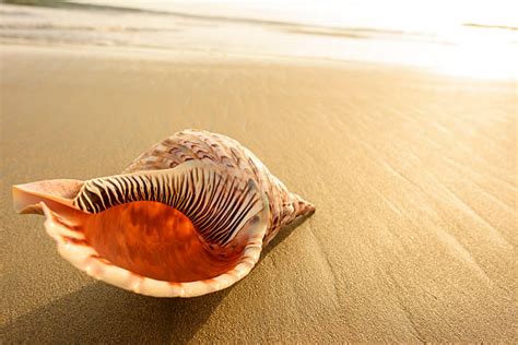 Image result for Conch Shell Soundtrack