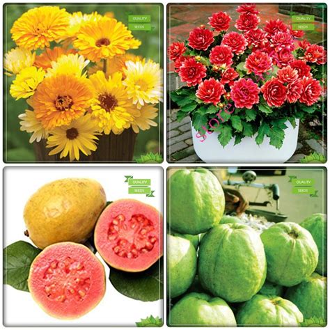 Creative Farmer Garden Seeds Combo Tree Seeds : Psidium Guava, Thailand ...