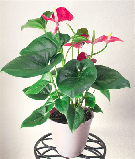 Anthurium Plant Care ANTHURIUM CARE – Jordan's Jungle