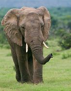 Image result for Elephant Going Swimming