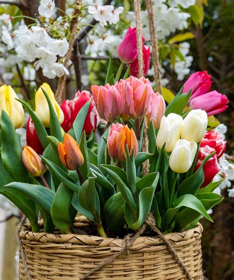 Image result for Planting Bulbs for Spring