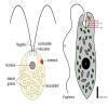 14. How does contractile vacuole maintain the osmoregulation ? the ...