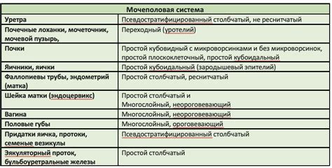 Эпителиальные клетки. Локализация эпителия и его виды. Типы клеток