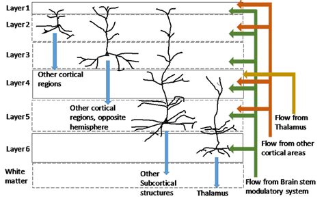 Neocortex 的图像结果
