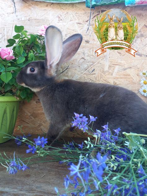 The main breeds of rabbits bred in Russia (Journal “Rabbit breeding and ...