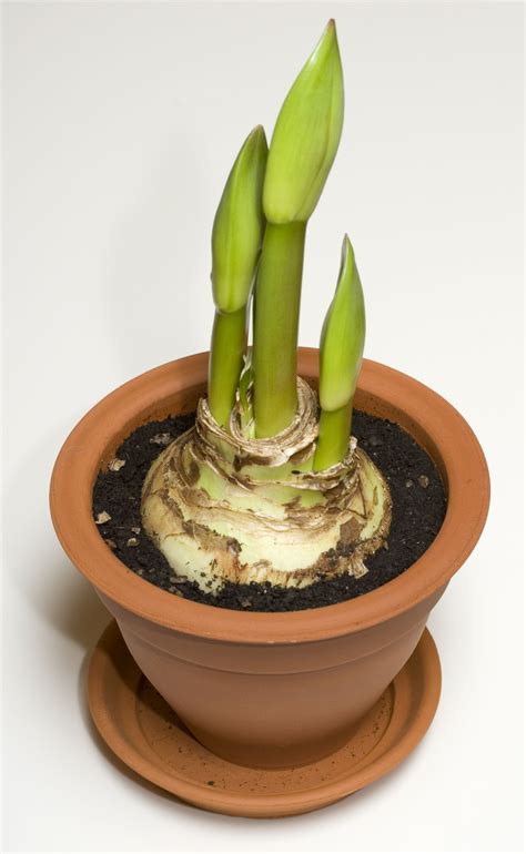Amaryllis Forcing Indoors: How To Force Amaryllis Bulbs In Soil ...