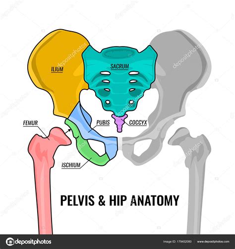 Anatomía De La Pelvis ósea