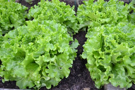 Free Images : food, harvest, produce, lettuce, plants, leaves ...