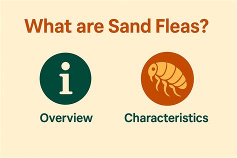 Sand Fleas: What They Look Like, And How To Treat Their Bites
