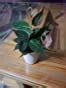 UGAOO Philodendron Micans Oxycardium Black Plant with Self Watering Pot ...