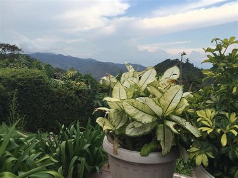 CENTRO RECREACIONAL COMFENALCO YANACONAS (Cali) - Campground Reviews ...