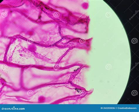 Onion Skin Histology at Echo Stone blog