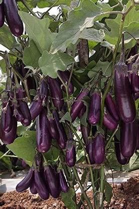 WILLVINE VVI-278 American Black Brinjal F1 Hybrid Variety Seed Price in ...