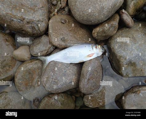 American gizzard shad hi-res stock photography and images - Alamy