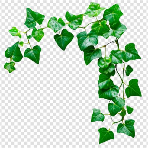 Vine Images - Free Download on Freepik