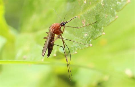 Ticks and mosquitoes: Be aware of these diseases