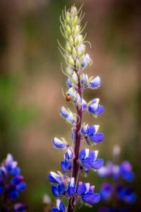 ZOTIKOS Lupine Seed Price in India - Buy ZOTIKOS Lupine Seed online at ...