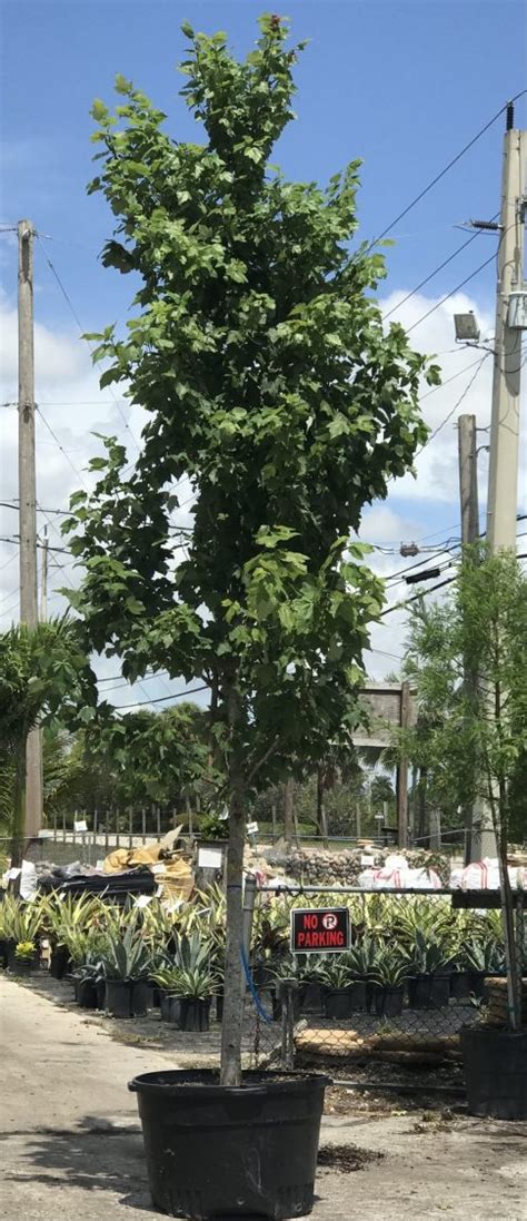 Red Maple Fast Growing 的图像结果