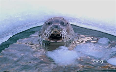 Microsoft Bing壁纸 的图像结果