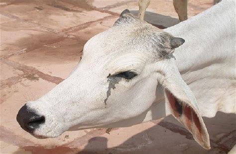 गाय से कुकृत्य का शर्मनाक वीडियो वायरल, नरोत्तम मिश्रा बोले- ऐसी ...