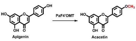 The Functional Characterization of a Site-Specific Apigenin 4′-O ...