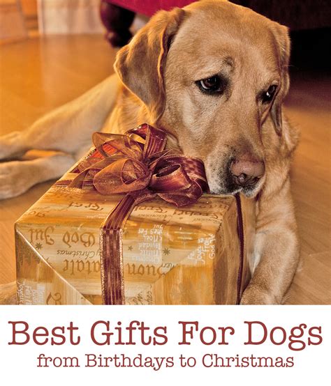 A Christmas Present For Dog at Gary Delariva blog