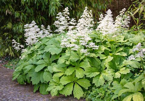 Small White Plants Deer Hate Deer Resistant Native Plants | University