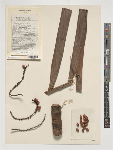 Pinanga curranii Becc. | Plants of the World Online | Kew Science