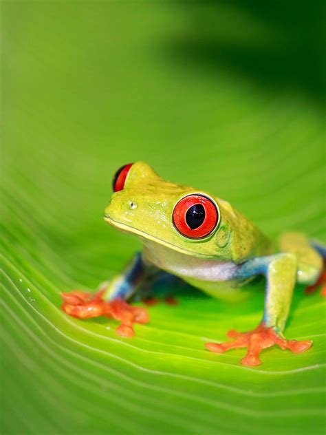 Red Eyed Tree Frog Predators
