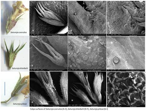 Plants | Special Issue : Microscopy Techniques in Plant Studies