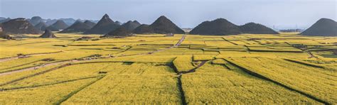 5-Day Kunming, Luoping, and Wanfenglin Spring-Life Tour