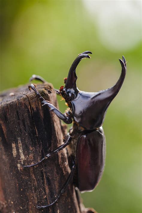 Rhinoceros Beetle Unshackled' Palm Destroying Beetles Could Soon