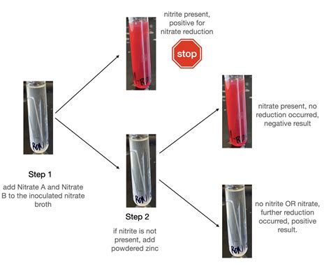 11: Protein Metabolism of Unknowns - Biology LibreTexts