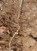 தவேப வேளாண் இணைய தளம் :: பயிர் பாதுகாப்பு