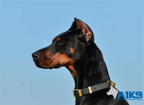 Protection Dog Training 的图像结果