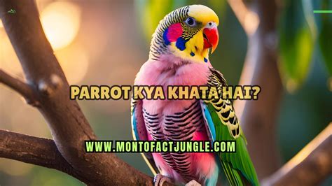 Parrot Kya Khata Hai? Tota Kya Khata Hai – Simple Bhasha Me - Monto ...