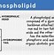 phospholipids 的图像结果