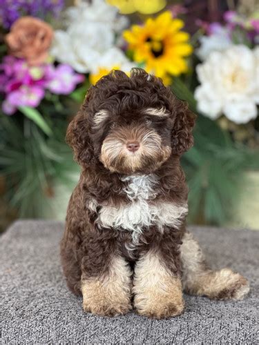 Image result for Tricolor Cockapoo