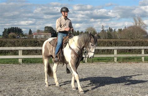 Success with Horses, Stage 2, Oamaru , Clandeb Equestrian Park, 353 ...