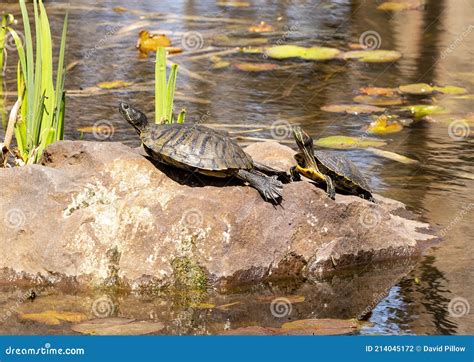 Two Red Eared Slider Turtles Basking in the Sun on a Rock in a Pond in Denton, Texas. Stock ...