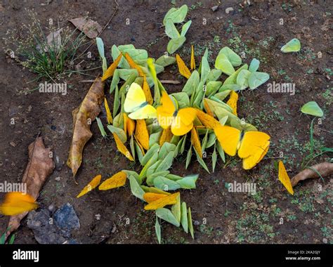 Colorful butterflies in the Family Pieridae (Whites and Sulphurs) congregating on the ground for ...