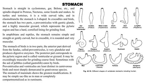 Image result for Digestive System Lecture