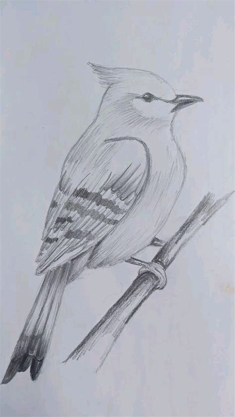 Image result for Bird Drawing Shading
