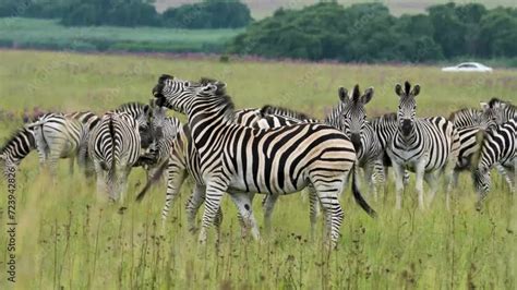 Image result for Zebra Breeding Clips