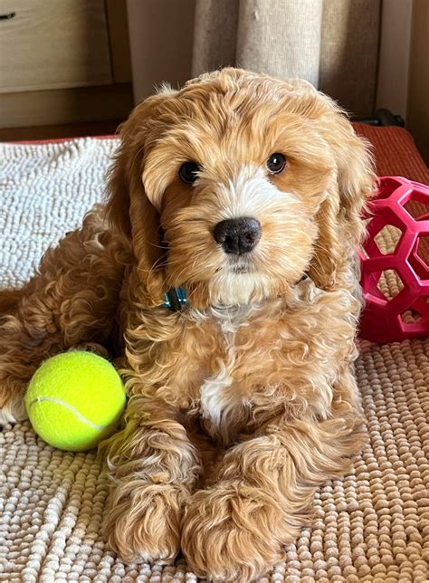 Image result for Cockapoo Grown Up