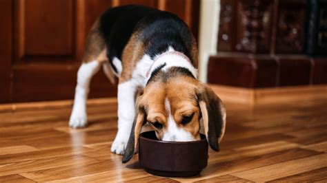 Why is my dog always hungry? Vet's guide to increased appetite in dogs | PetsRadar