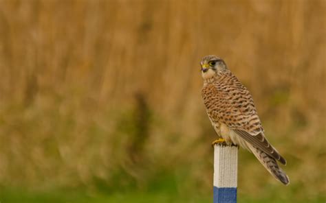 Download wallpaper field, look, bird, column, Kestrel, section animals ...
