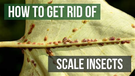 Image result for Scale Insect Control