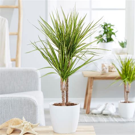 Buy dragon tree Dracaena marginata 'Sunray (PBR)': Delivery by Waitrose ...