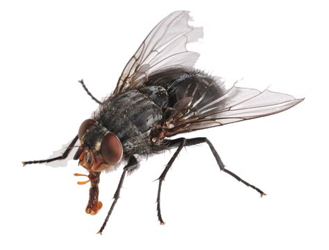 Fly Transparent Background 的图像结果